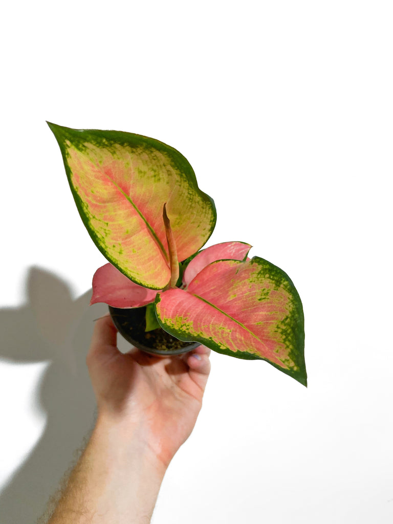 pearl of melo aglaonema Aglaonema 'Pink Pearl'