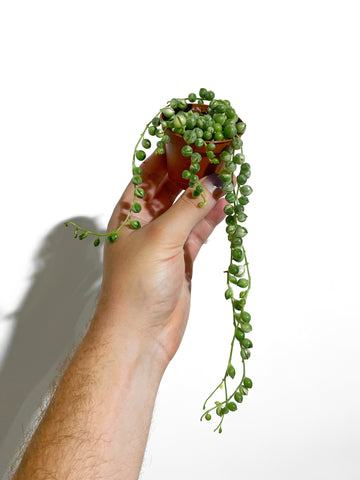 Senecio Rowleyanus Variegata | String of Pearls variegated