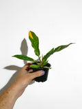 Philodendron 'Ring of Fire'