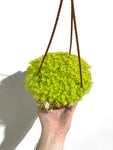 Sedum Japonicum 'Tokyo Sun'