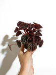 Peperomia Caperata 'Red Luna'