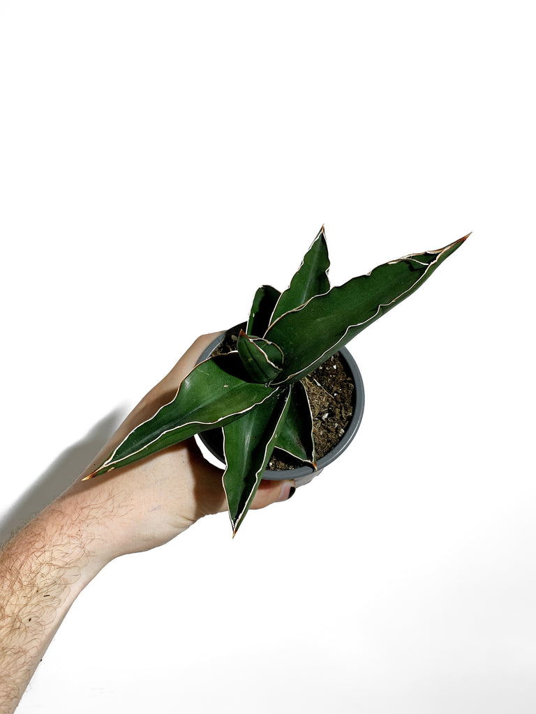 snake plant samurai Sansevieria 'Samurai'