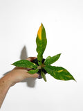 Philodendron 'Ring of Fire'