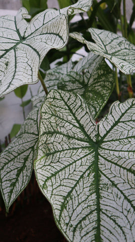 Caladium Hortulanum 'Candidum'