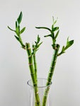 Lucky Bamboo | Dracaena Sanderiana