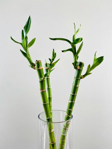 Lucky Bamboo | Dracaena Sanderiana