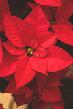 Red Poinsettia | Euphorbia pulcherrima