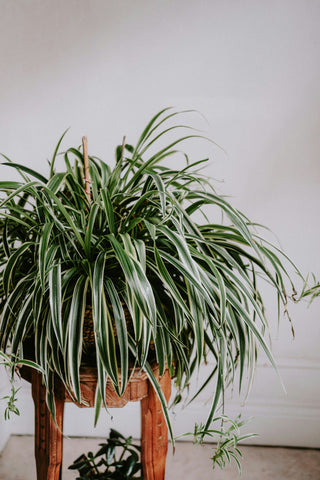 Chlorophytum Comosum | Plante Araignée