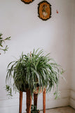 Chlorophytum Comosum | Plante Araignée