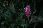 Medinilla Myriantha | Orchidée de Malaisie