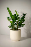 Zamioculcas zamiifolia | ZZ Plant