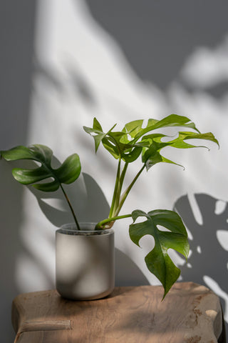 Rhaphidophora Tetrasperma | Monstera Minima