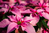 Red Poinsettia | Euphorbia pulcherrima