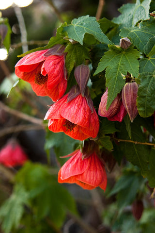 Abutilon 'Rouge' | Érable de maison