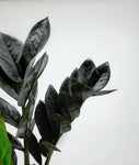Zamioculcas Zamiifolia 'Raven' | Plante ZZ
