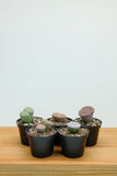 Lithops | Plante Caillou