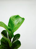Ficus Lyrata | Fiddle Leaf Fig