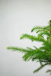 Araucaria Heterophylla | Pin de Norfolk