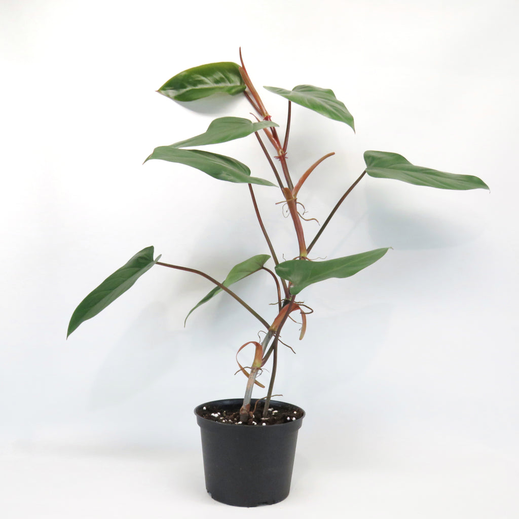 philodendron erubescens red emerald marbled Philodendron Erubescens 'Red Emerald' – Végétal Design Qc