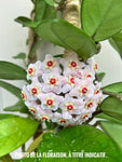 Hoya Carnosa | wax plant