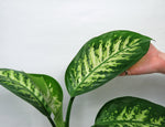 Dieffenbachia 'Seguine'