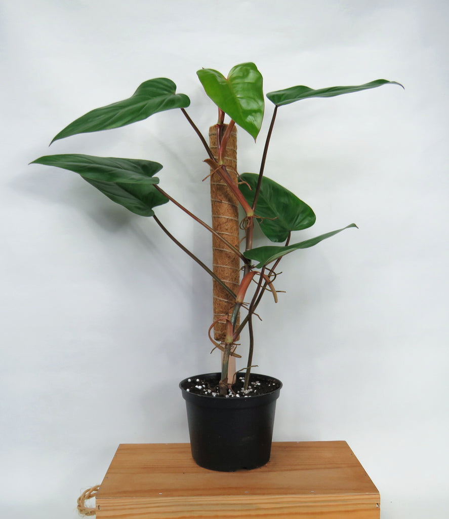 philodendron erubescens red emerald Philodendron Erubescens 'Red Emerald' – Végétal Design Qc