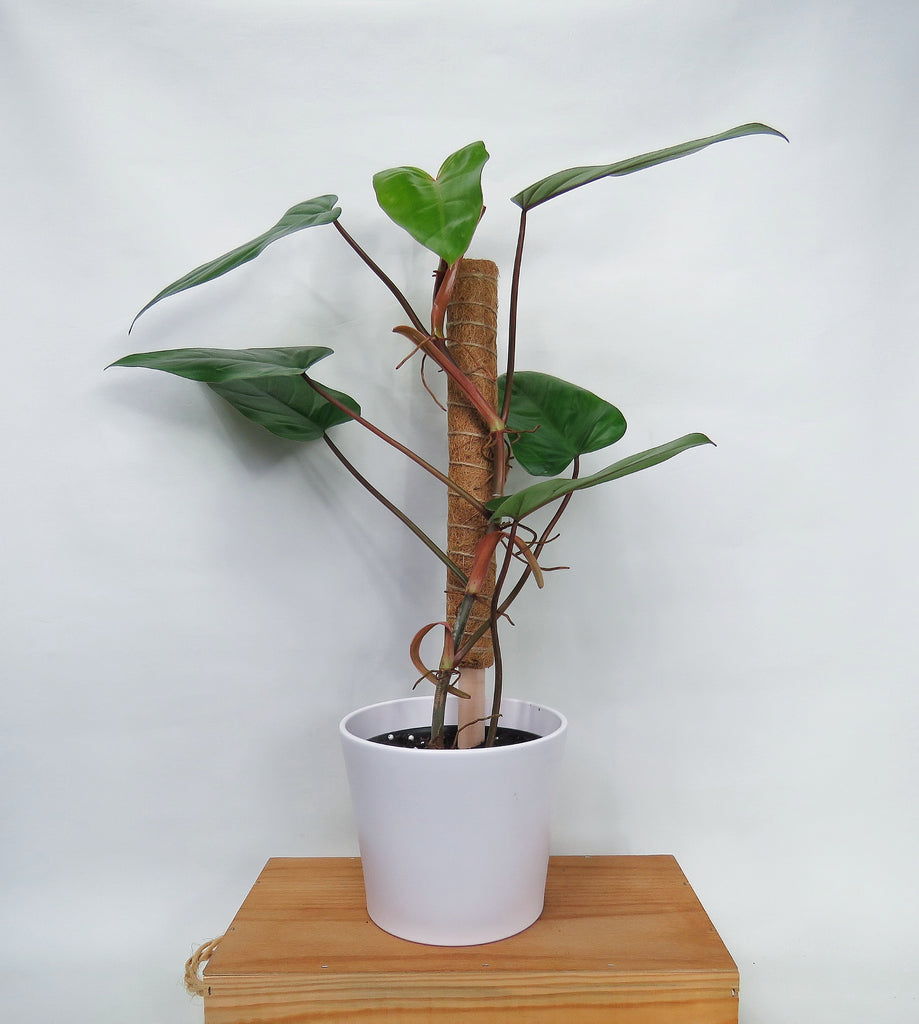 philodendron erubescens red emerald marbled Philodendron Erubescens 'Red Emerald' – Végétal Design Qc