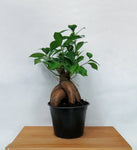 Ficus Microcarpa | Ficus ginseng