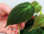 Philodendron 'Micans' | Philodendron Hederaceum 'Micans'