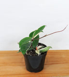 Hoya Carnosa 'Krimson Queen' | wax plant