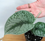 Scindapsus Pictus 'Exotica' | Silver Pothos