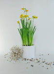 Daffodils | narcissus daffodil