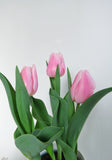 Tulips | Tulipa