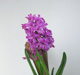 Hyacinth | Hyacinths