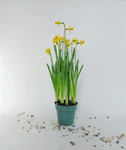 Jonquilles | Narcissus jonquilla
