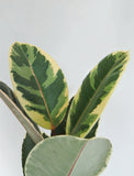 Ficus Elastica 'Tineke' | Ficus Caoutchouc