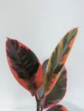 Ficus Elastica 'Ruby' | Ficus Caoutchouc