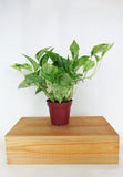 Epipremnum aureum 'Marble Queen' | Pothos 'Marble Queen'