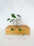 Monstera 'Siltepecana'