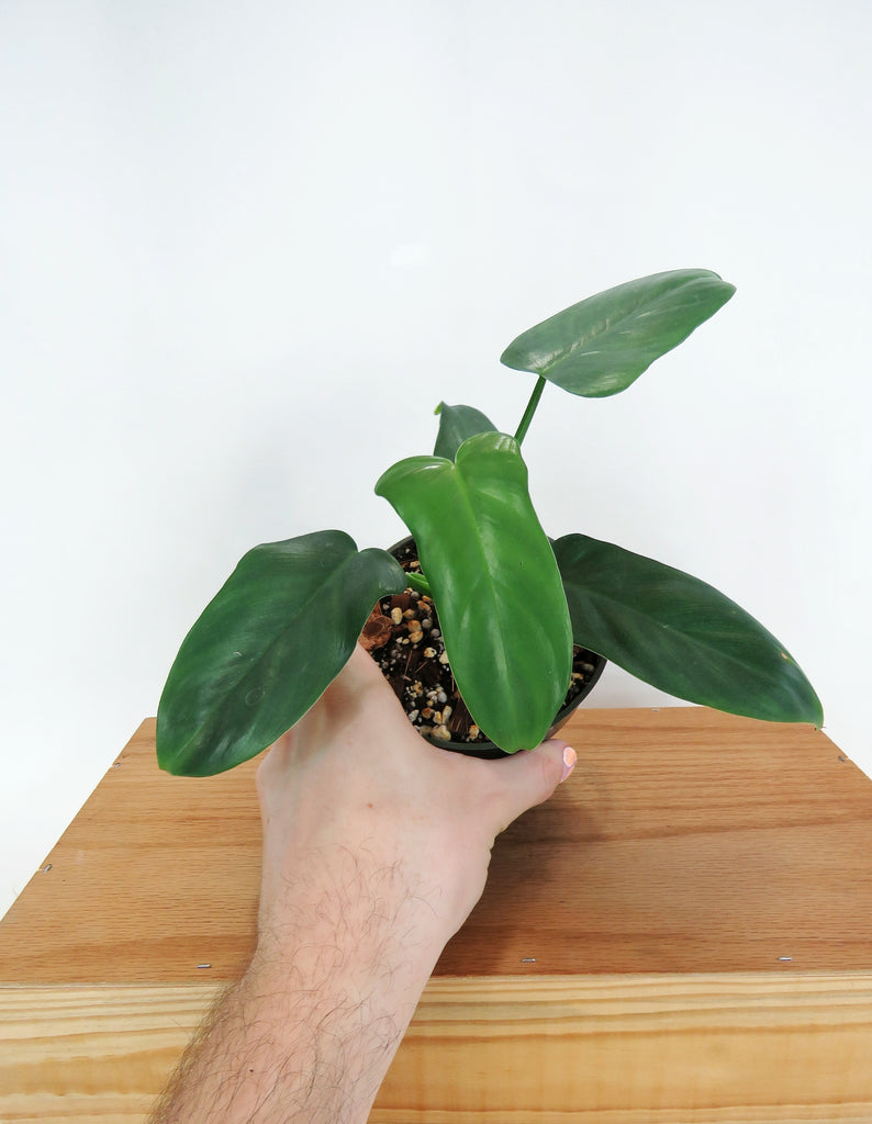 philodendron bipennifolium schott Philodendron 'Bipennifolium' – Végétal Design Qc