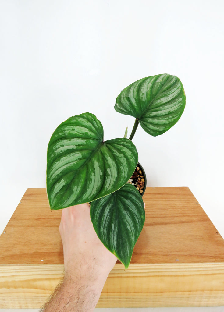 philodendron minarum cloud Philodendron Mamei 'Silver Cloud' – Végétal Design Qc