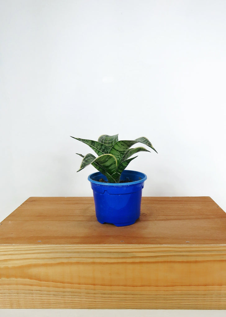 blue star snake plant Sansevieria Hahnii 'Silver Star'