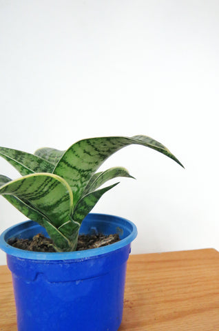 sansevieria hahnii blue star Sansevieria Hahnii 'Silver Star'