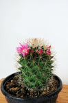 Cactus Mammillaria 'Ernestii'
