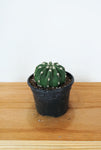 Cactus Echinopsis 'Subdenudata'