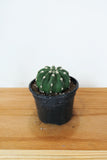 Cactus Echinopsis 'Subdenudata'