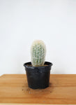 Cactus Cleistocactus 'Ritteri' | Cactaceae