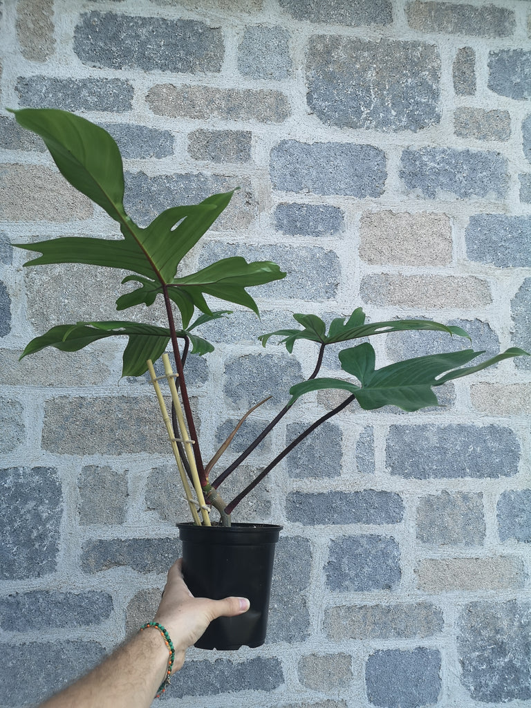 oakleaf philodendron Philodendron 'Pedatum'