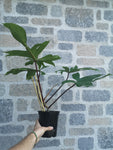 Philodendron 'Pedatum' | Oak Leaf Philodendron