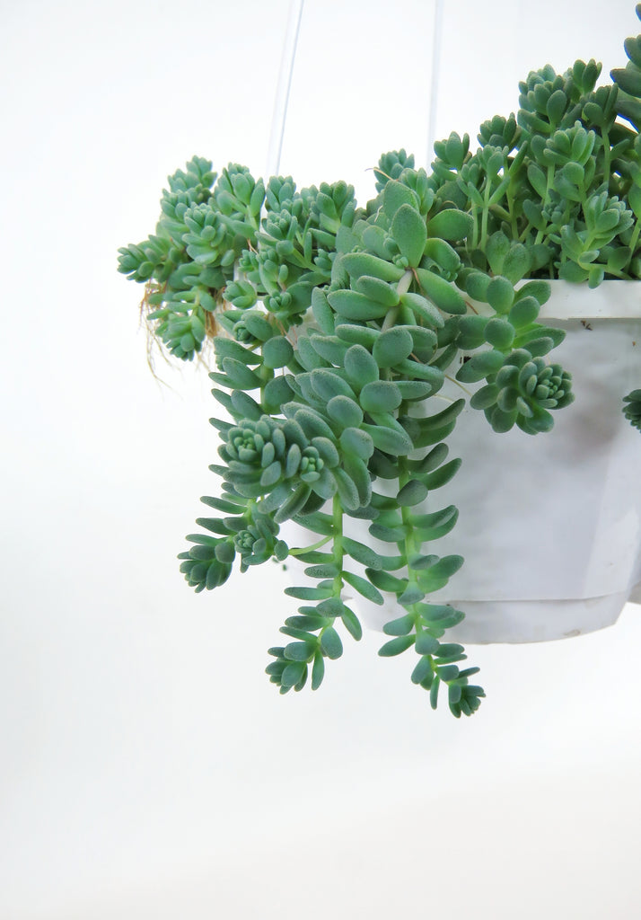 major succulent Sedum Dasyphyllum 'Major'